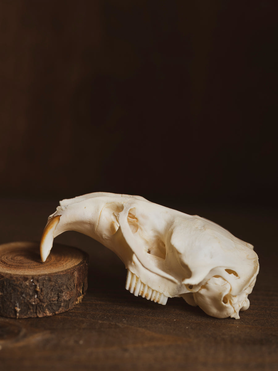 APRIL10_215_1200x1200.jpg?v=