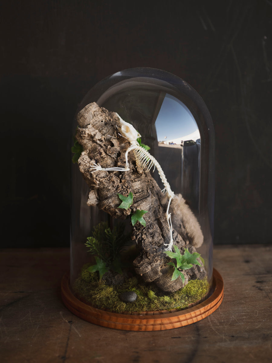 Articulated Full Body Sugar Glider Skeleton in Cloche by Luis