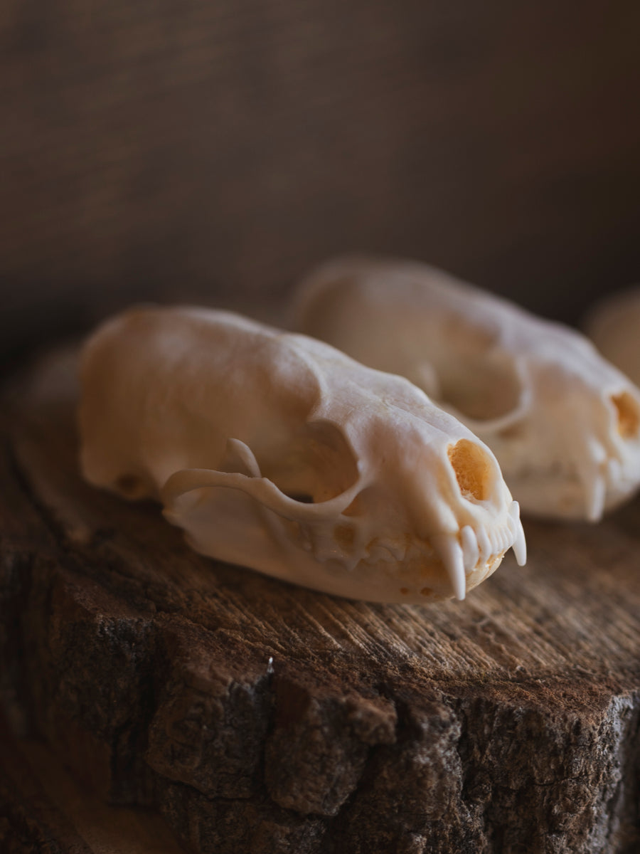 Mink Skull, SB28 – Black Moth