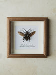 5.75" Framed Citrus Longhorned Beetle, IN797