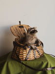 Raccoon Basket Taxidermy, TA6