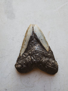4.75" Fossilized Megalodon Shark Tooth, RM434
