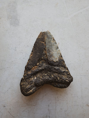 4.75" Fossilized Megalodon Shark Tooth, RM434