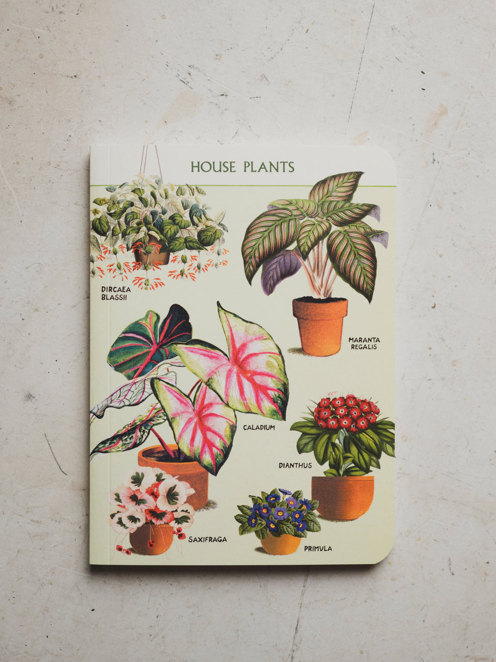 Caladium House Plants Notebook, ST074