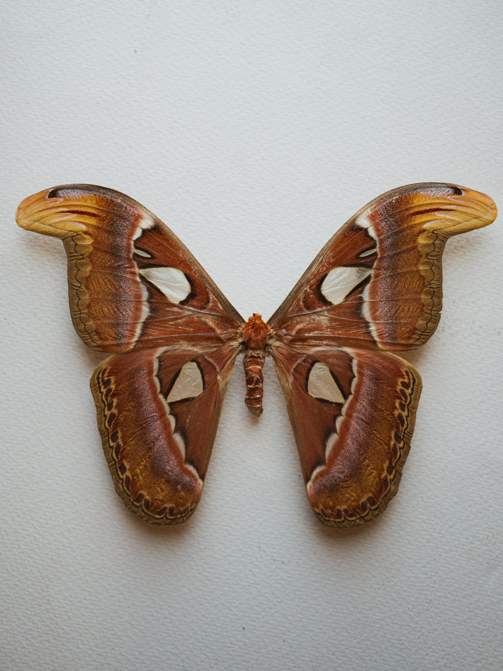 Framed Male and Female Atlas Moth, IN011