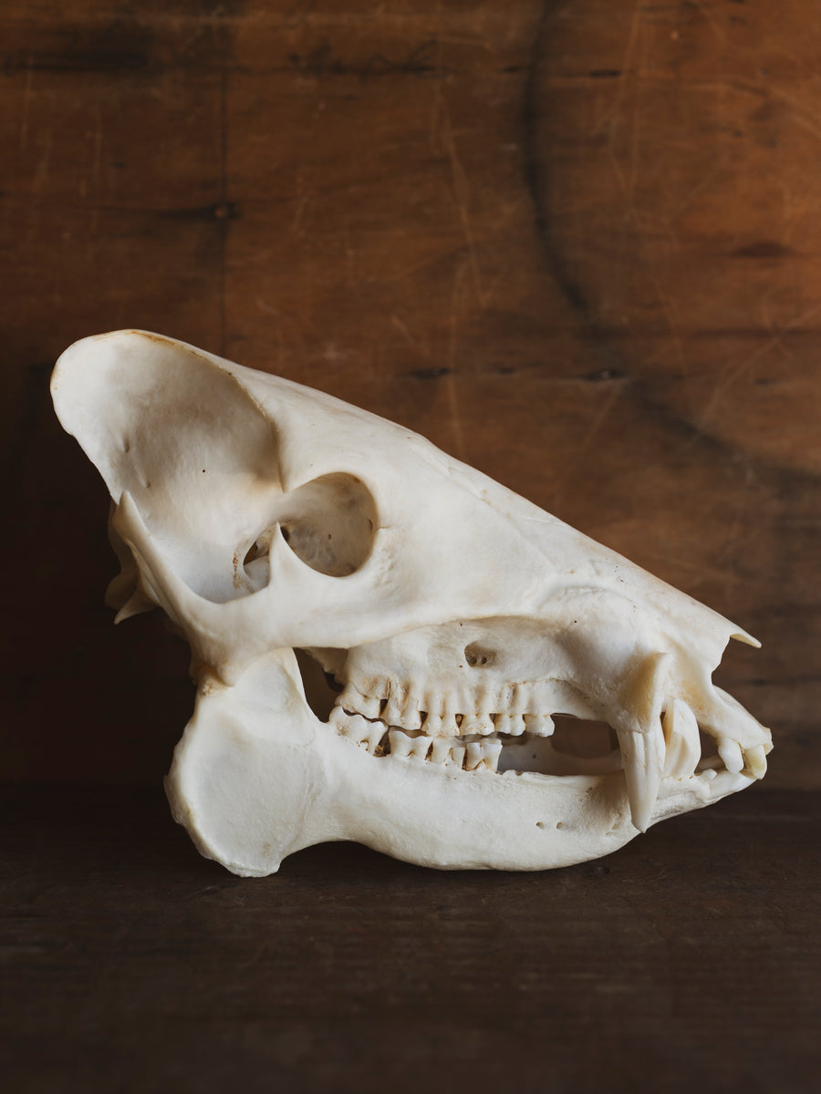 Javelina Skull, SB950 – Black Moth