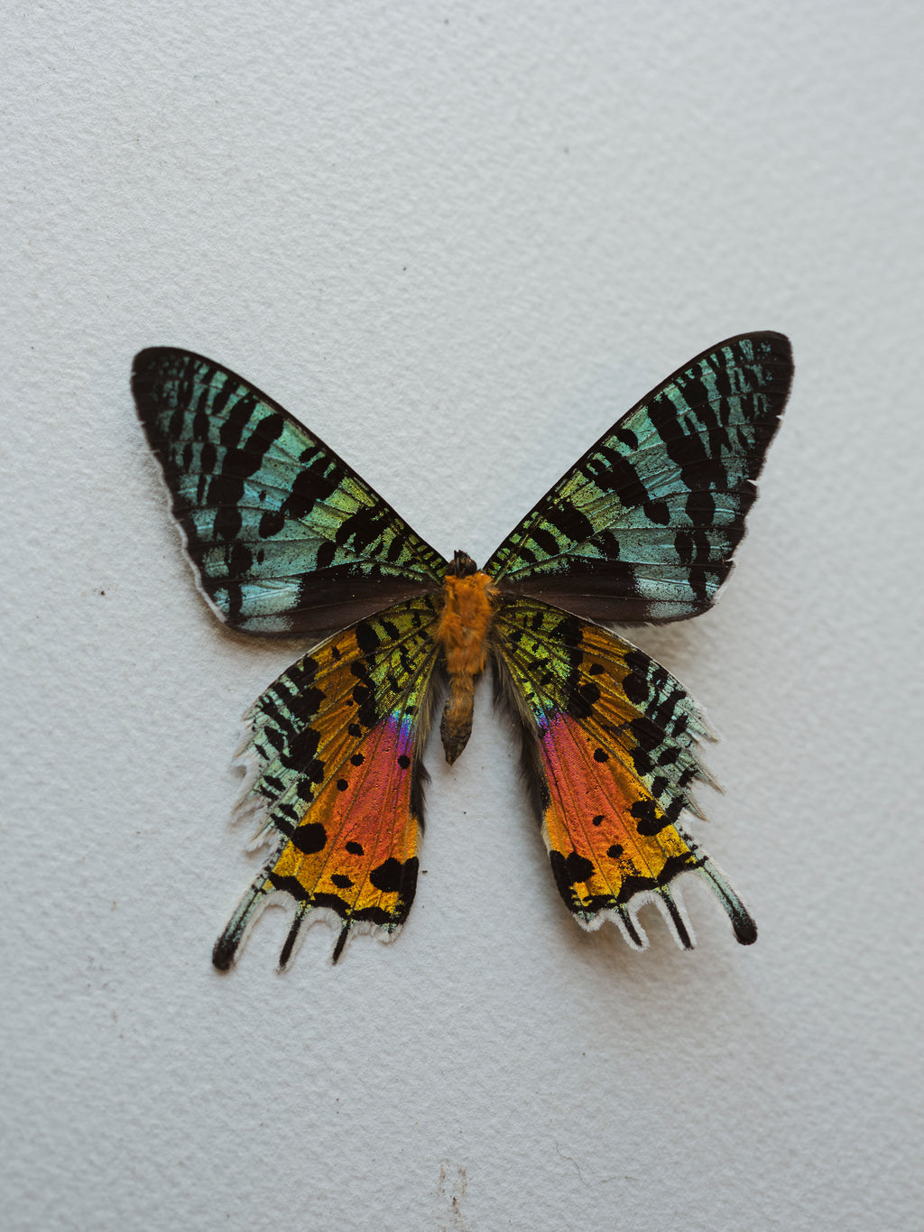 Framed Male and Female Sunset Moth, IN012