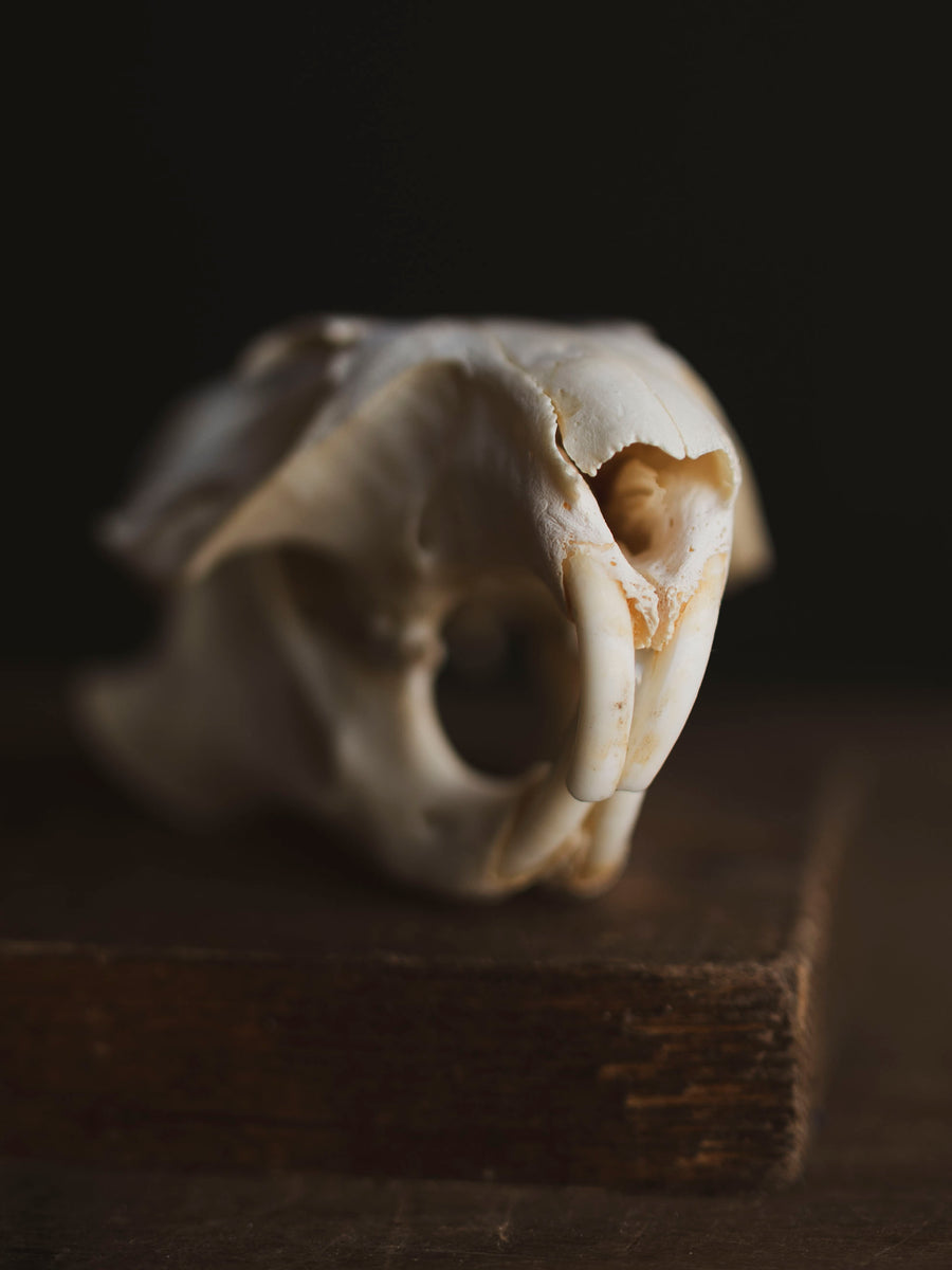 Woodchuck Skull, SB134 – Black Moth