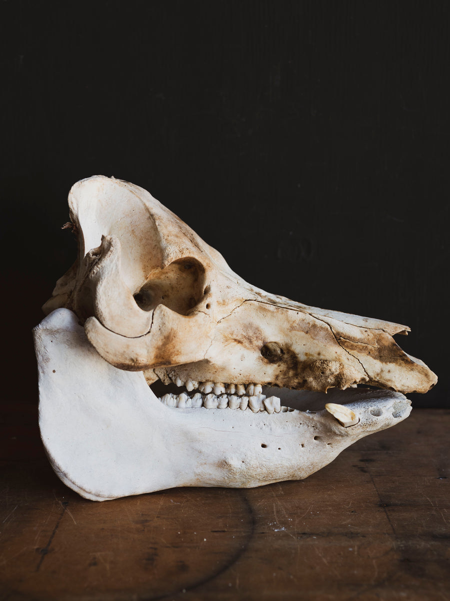 Potbelly Pig Skull, SB1419 – Black Moth