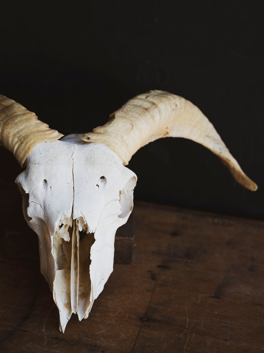 Wiltshire Sheep Skull, SB1415 – Black Moth