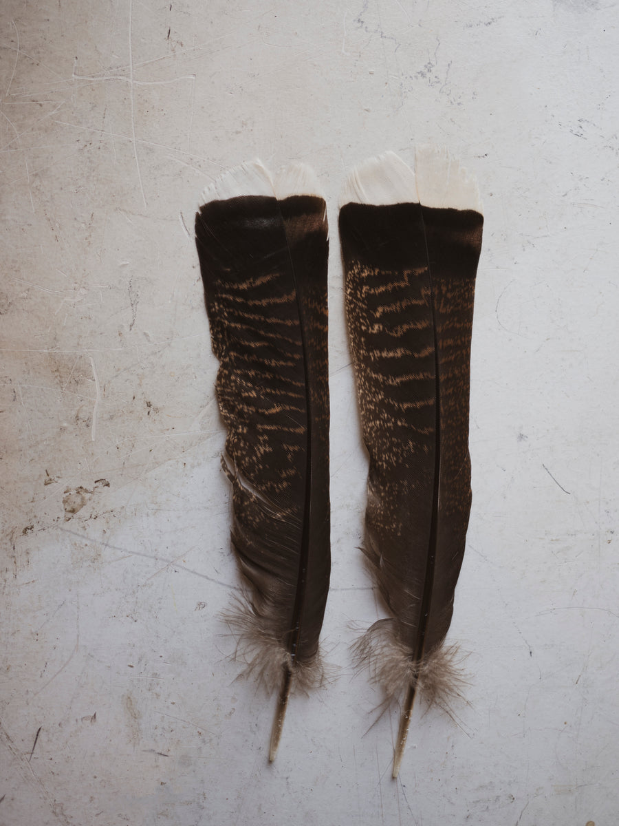 12-16 Rio Grande Turkey Feather, PS103 – Black Moth