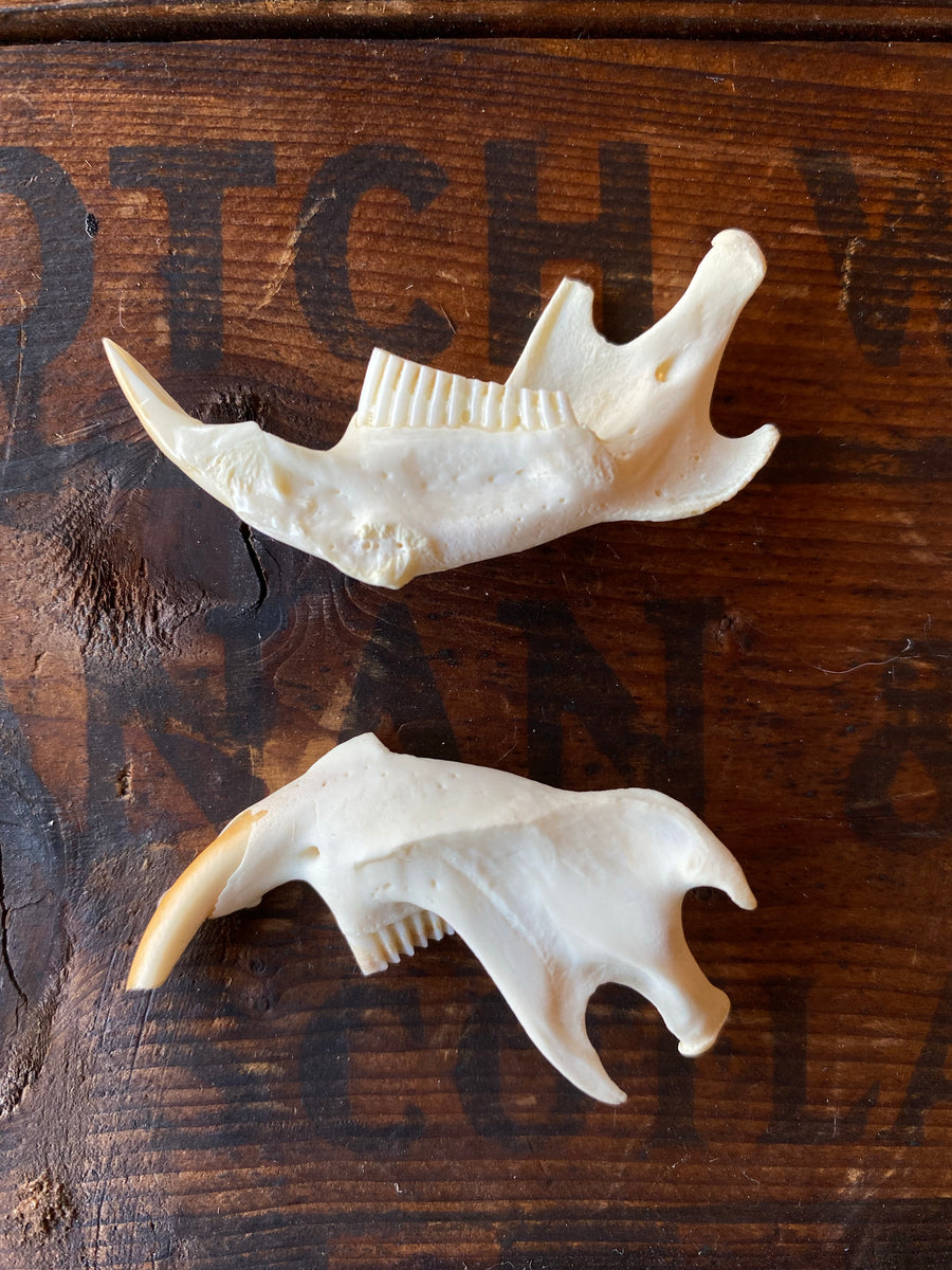 Muskrat jaw selling glass box display