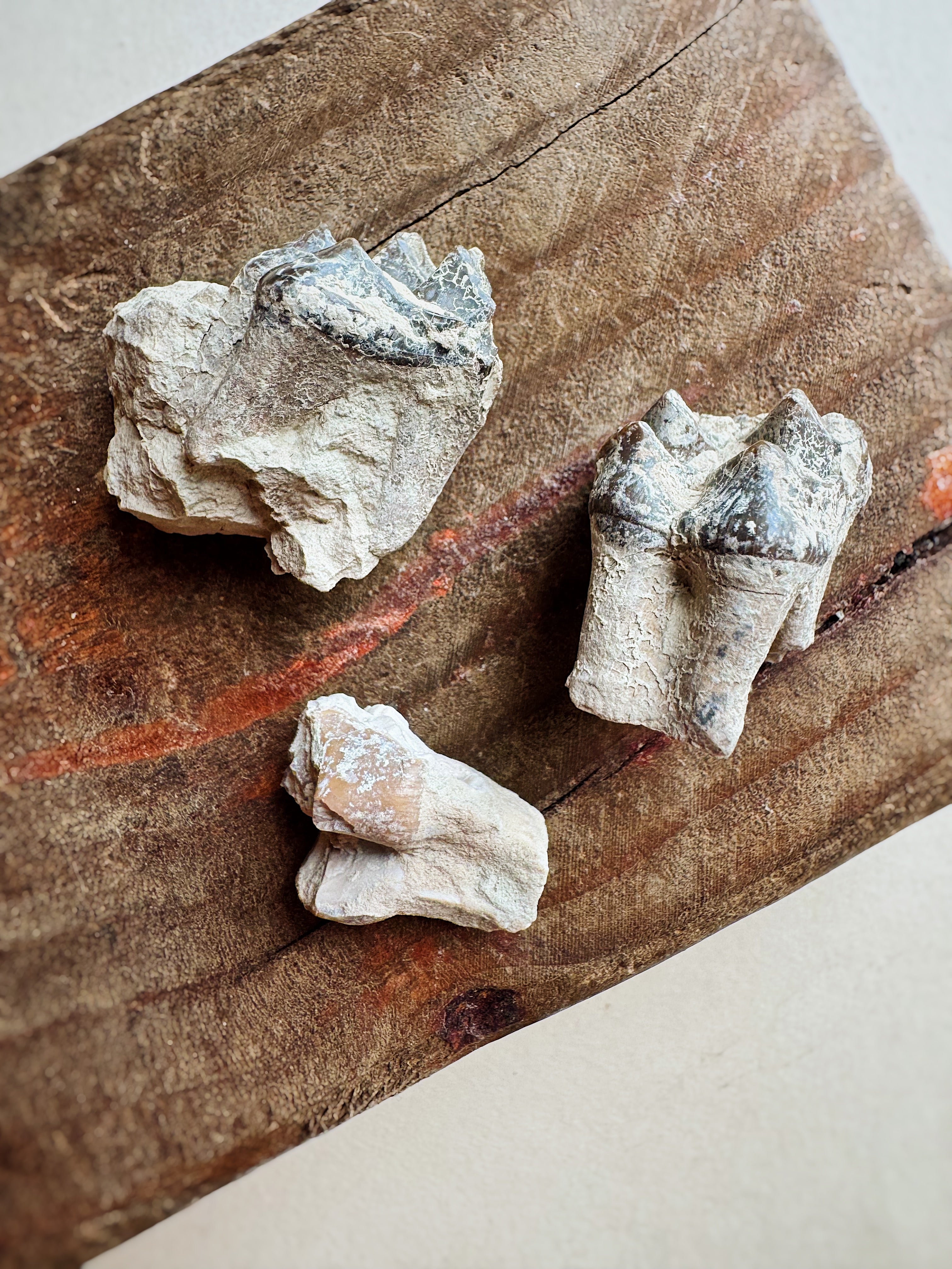 Fossilized Oreodont Tooth In Matrix, RM4057