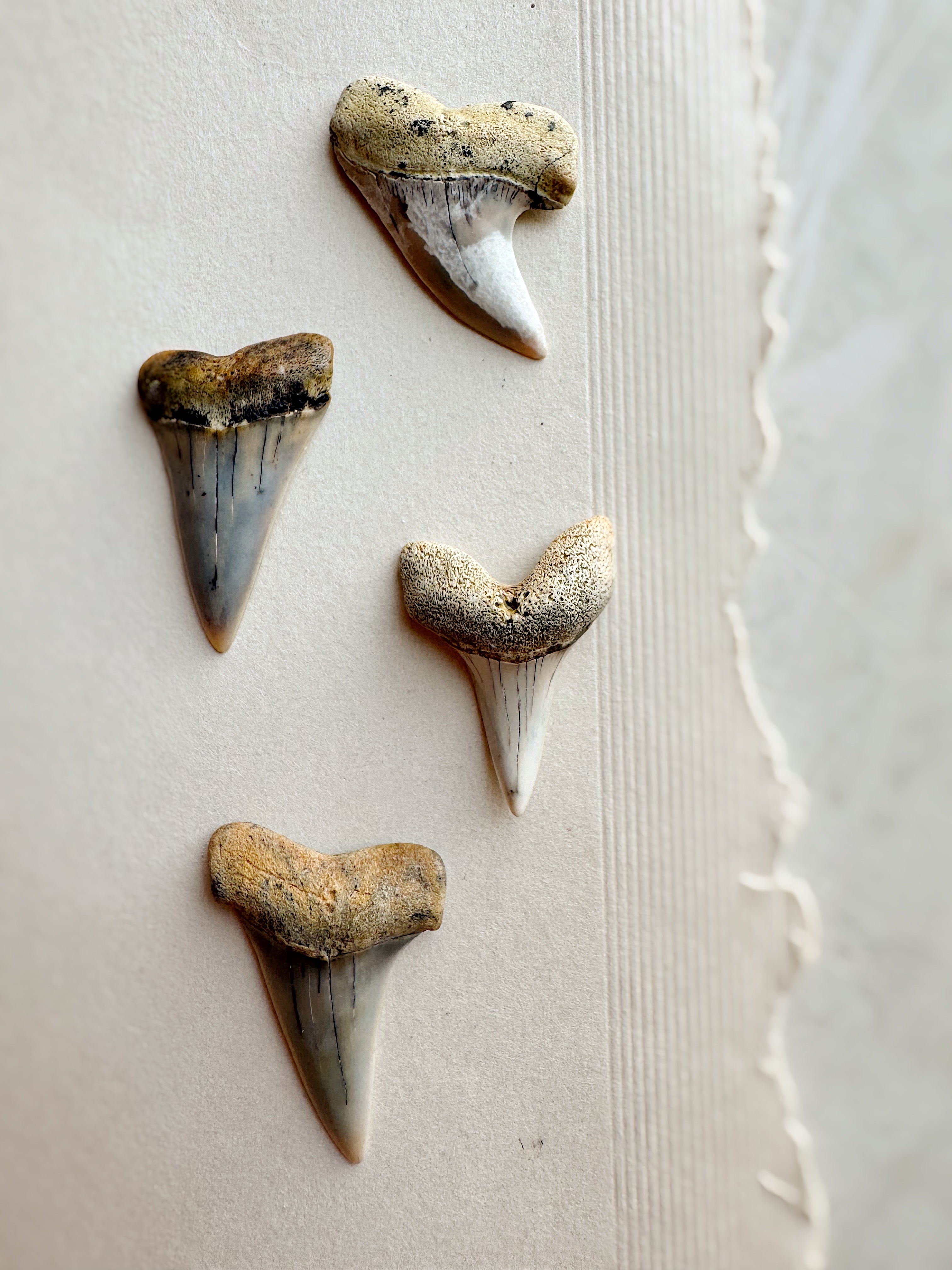 1-1.25" Fossilized Bakersfield Mako Shark Tooth, RM159