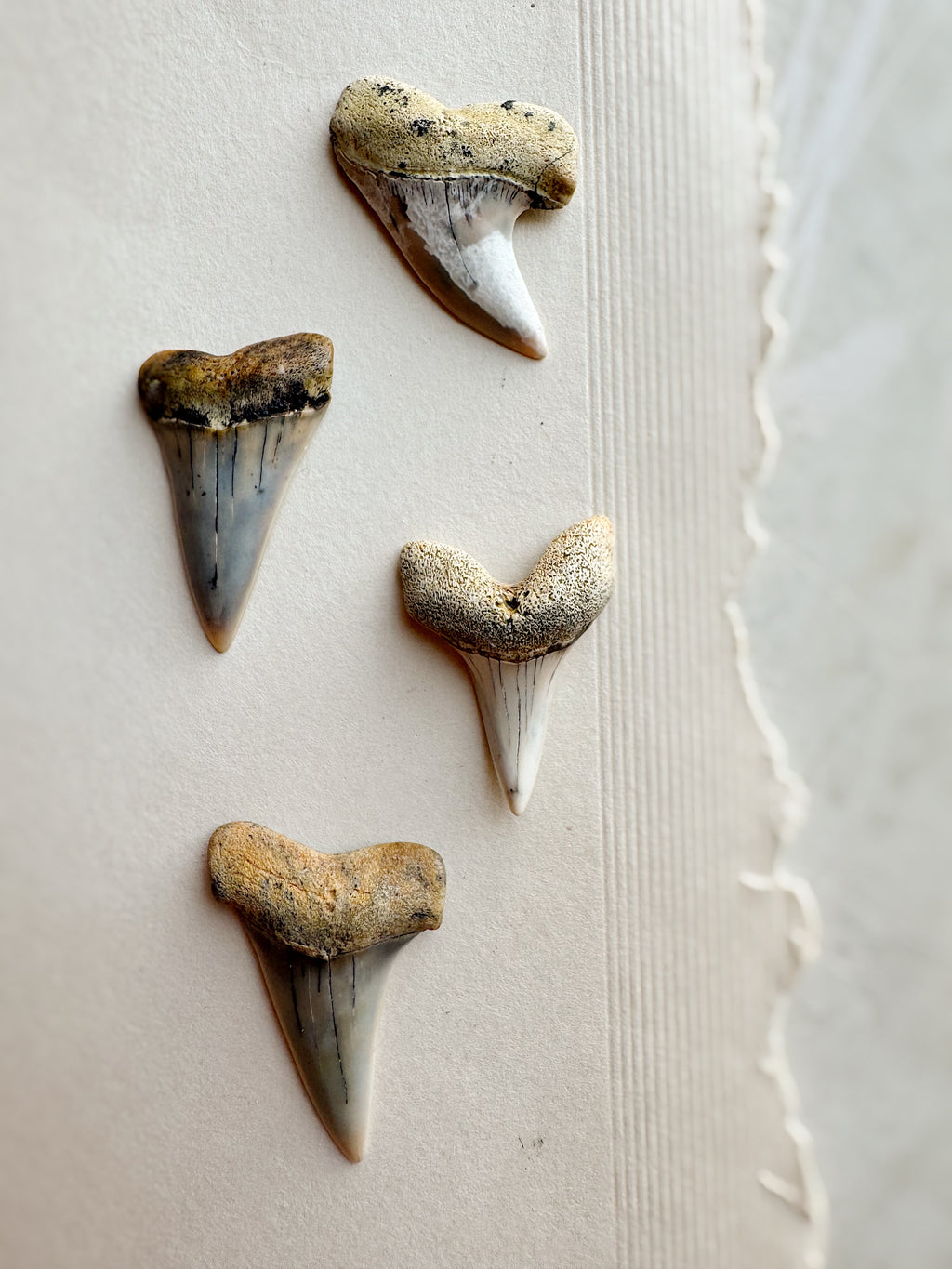 1-1.25" Fossilized Bakersfield Mako Shark Tooth, RM159