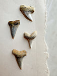 1-1.25" Fossilized Bakersfield Mako Shark Tooth, RM159