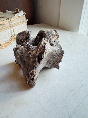Mineralized Bison Vertebrae, RM1843