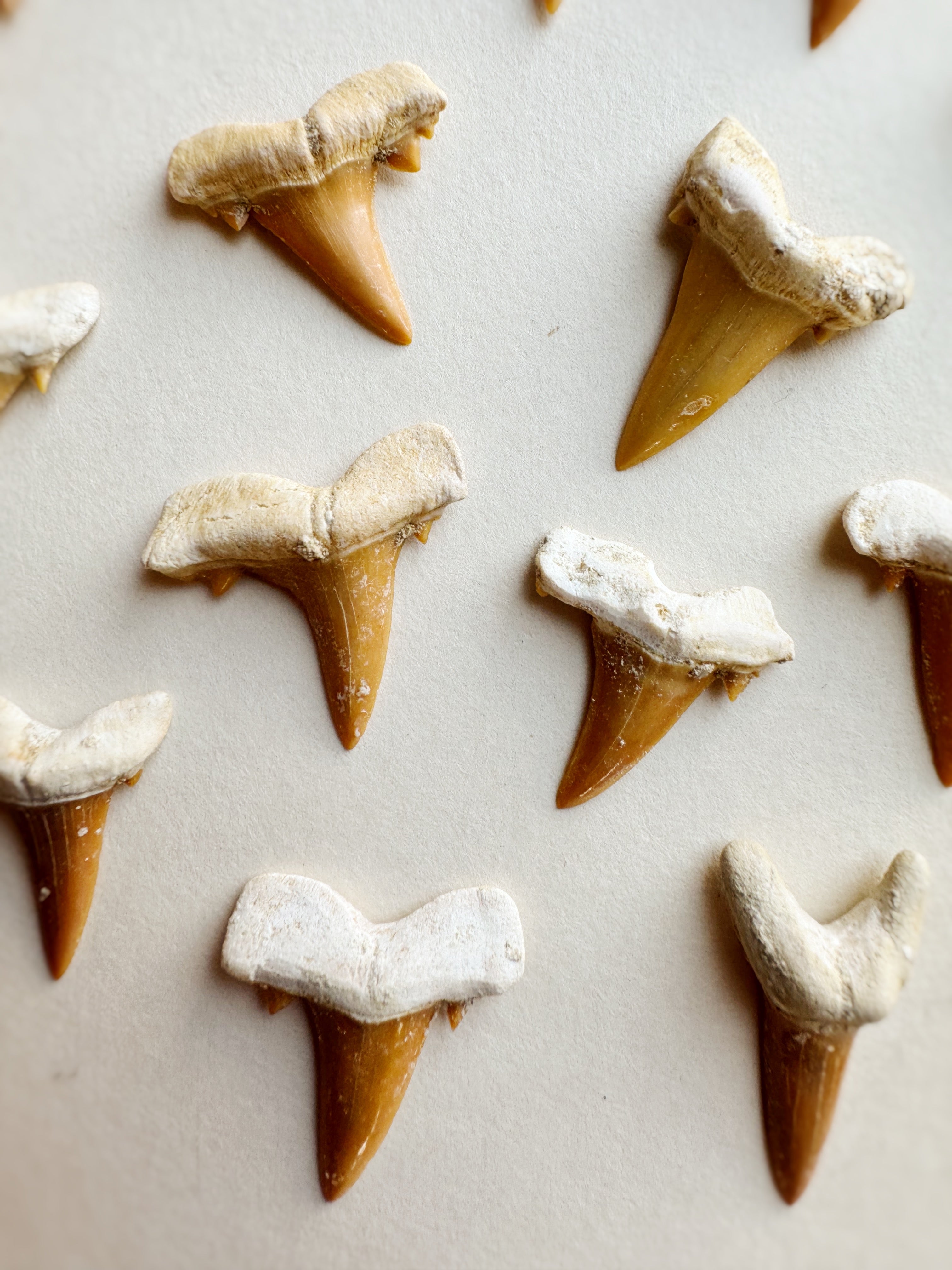 Fossilized Eocene Sand Tiger Shark Tooth, RM1567