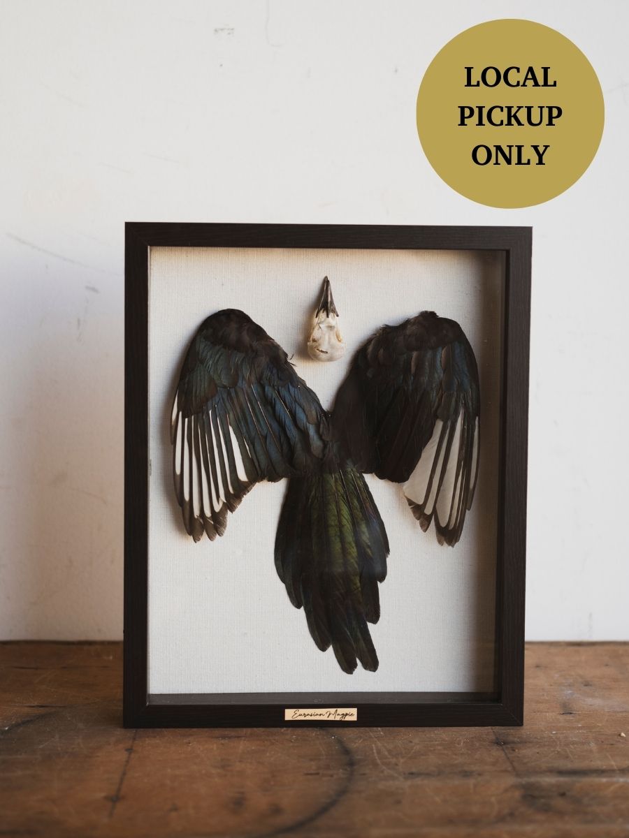 15x12" Framed Magpie Skull, Feathers and Tail, SB0126
