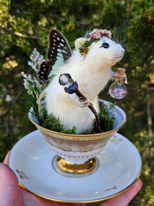 February 15th 2025 Fairy Rat Taxidermy Class, CE1525