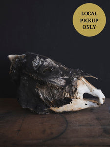 LAYAWAY Half Mummified Half Skeleton Donkey Head in Glass Case, PS329