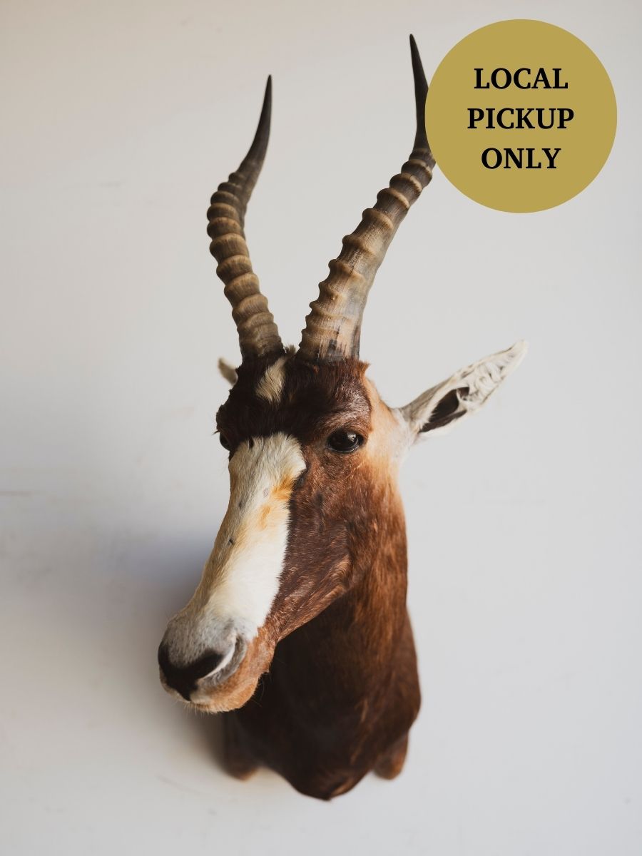Blesbok Shoulder Mount Taxidermy (Blaire), TA264