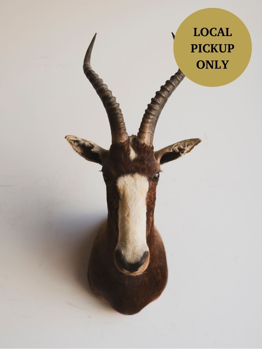 Blesbok Shoulder Mount Taxidermy (Bronx), TA263