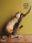 Fisher Taxidermy (Finn), TA315