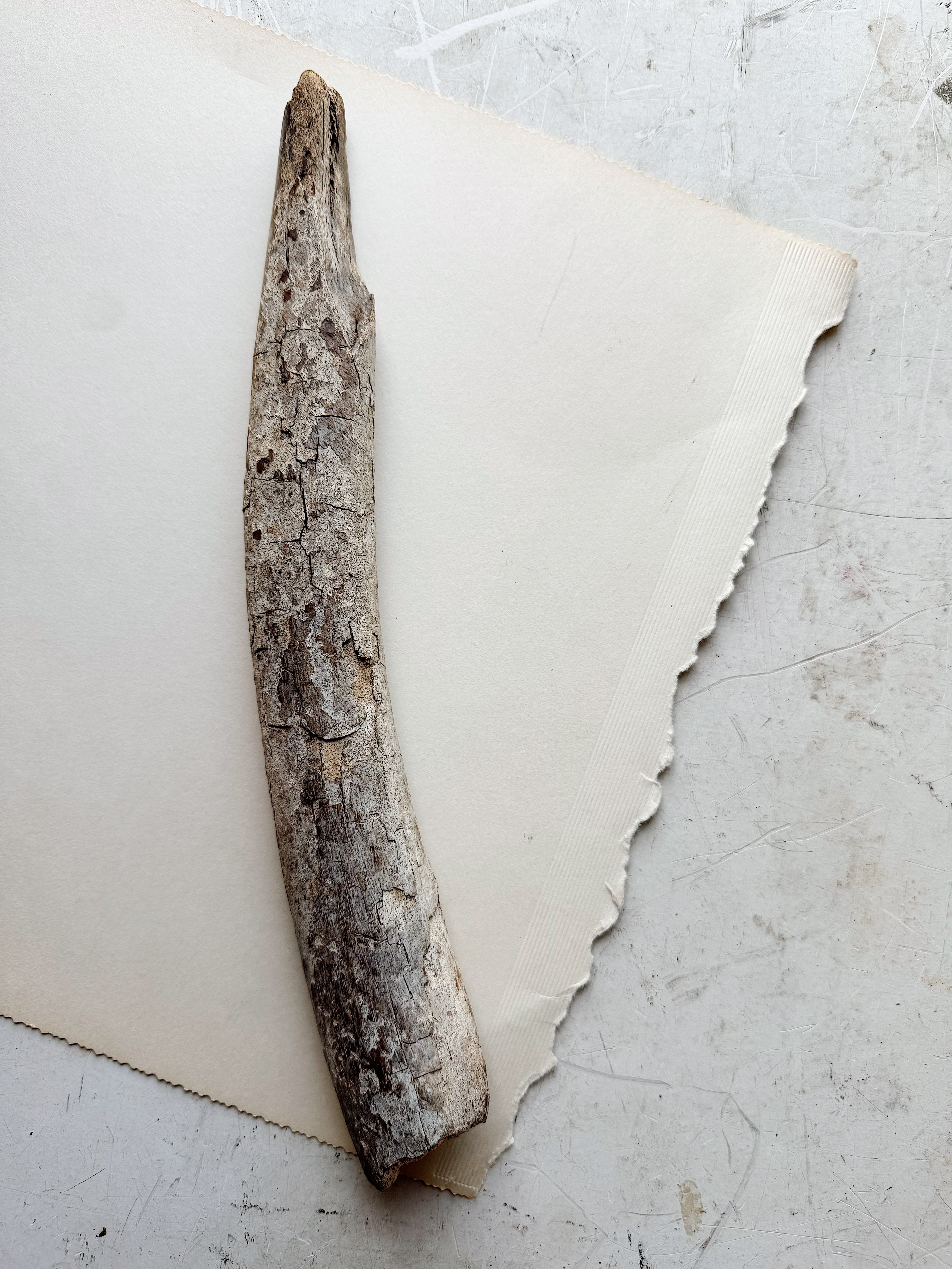 12.75” Fossilized Walrus Baculum, RM708