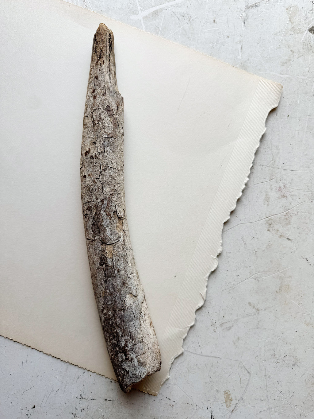 12.75” Fossilized Walrus Baculum, RM708