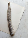 12.75” Fossilized Walrus Baculum, RM708