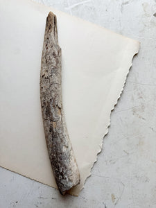 12.75” Fossilized Walrus Baculum, RM708