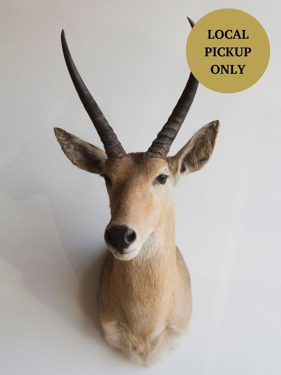 Common Reedbuck Shoulder Mount Taxidermy (Rafael), TA341