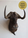 Black Wildebeest Shoulder Mount Taxidermy (Waylon), TA339