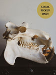 Hippo Skull, SB165