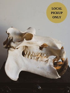 Hippo Skull, SB165