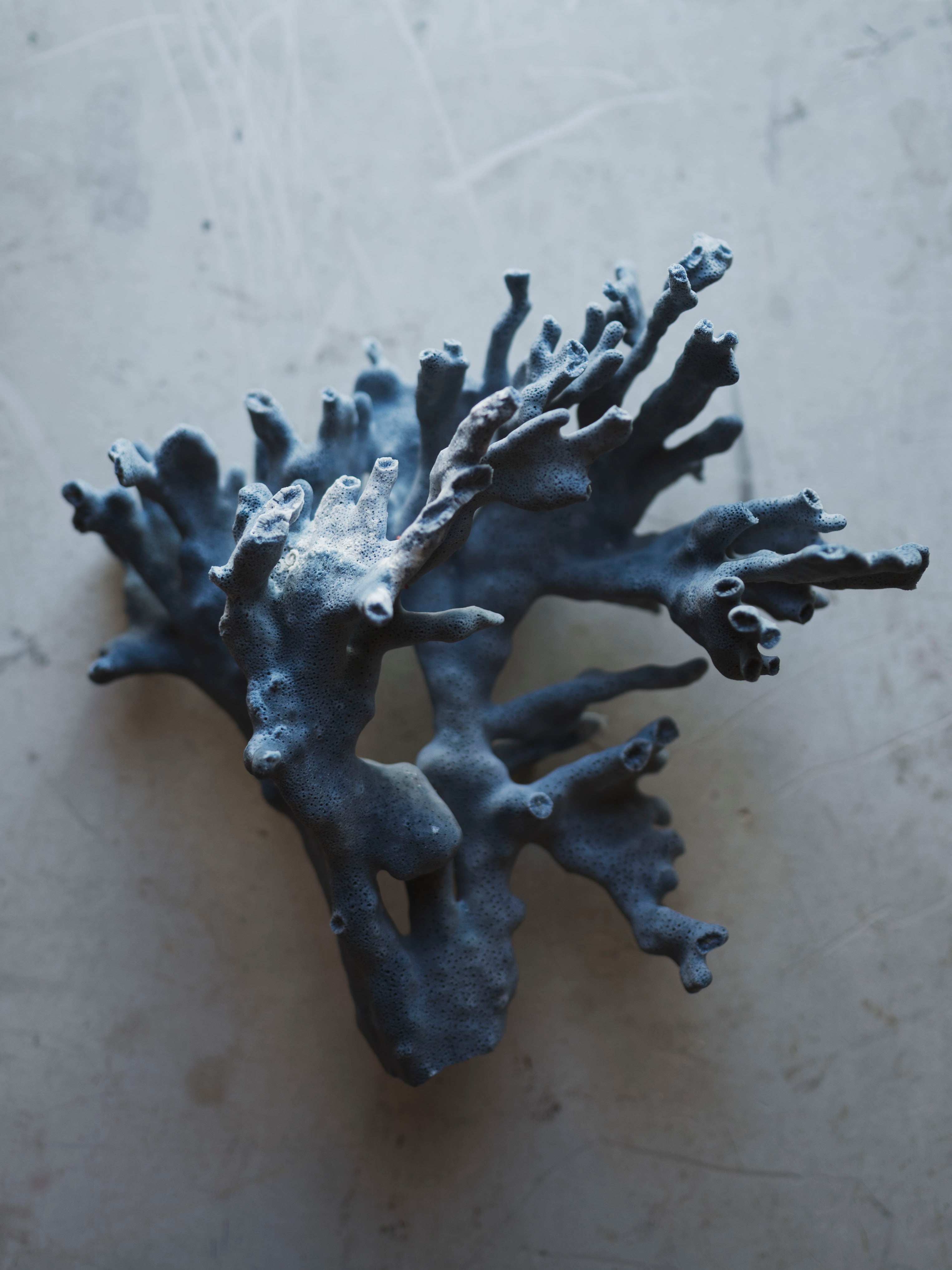 8.5-10.25" Blue Ridge Coral, NA131