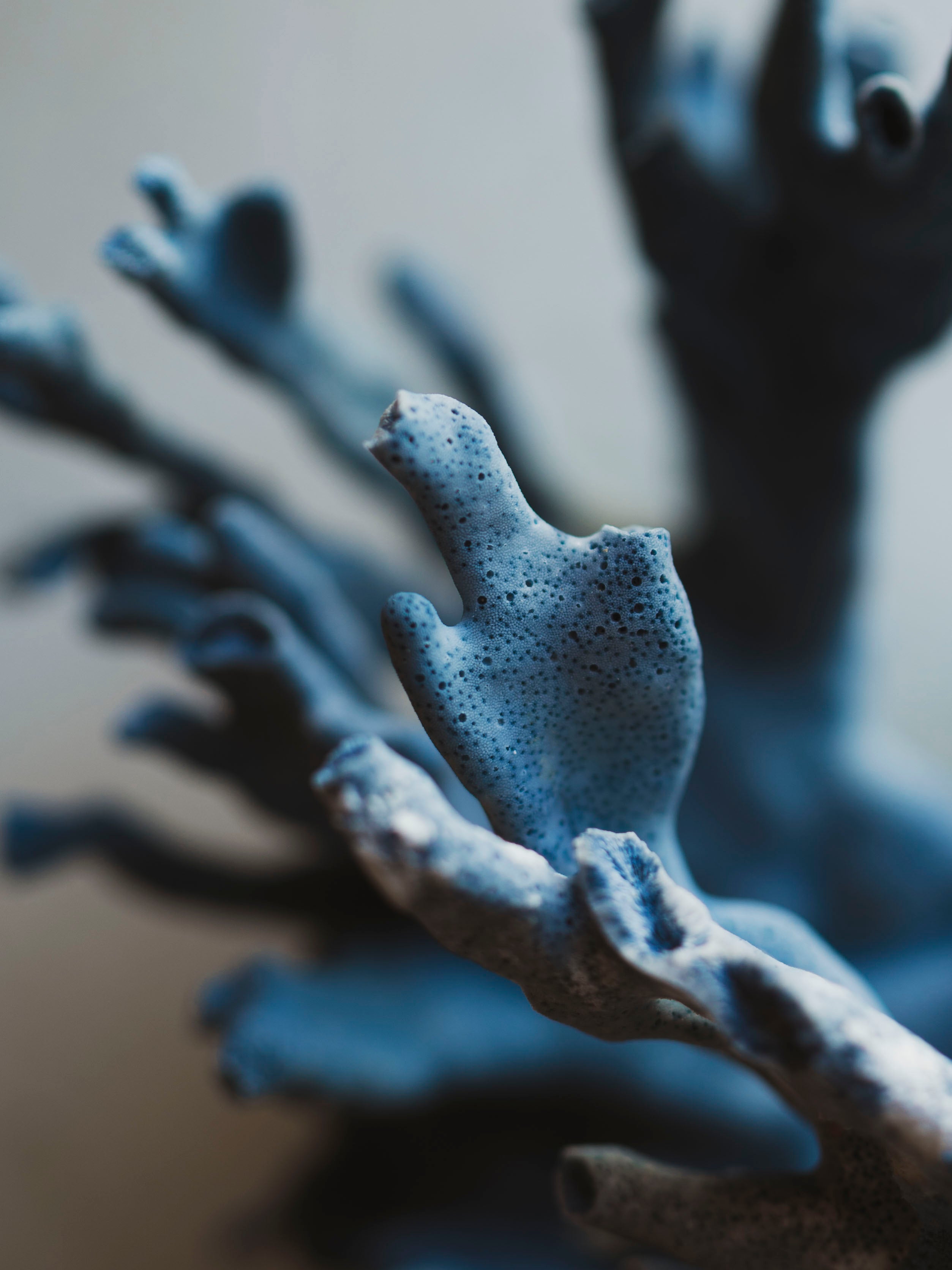 8.5-10.25" Blue Ridge Coral, NA131