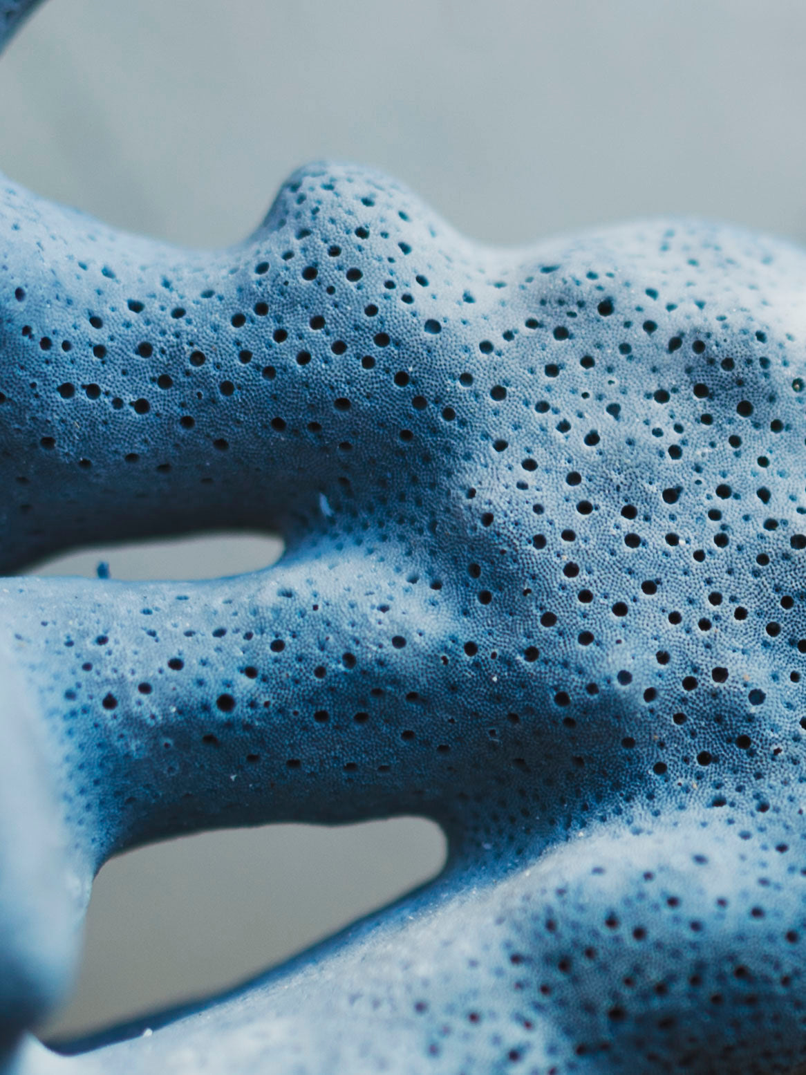 8.5-10.25" Blue Ridge Coral, NA131