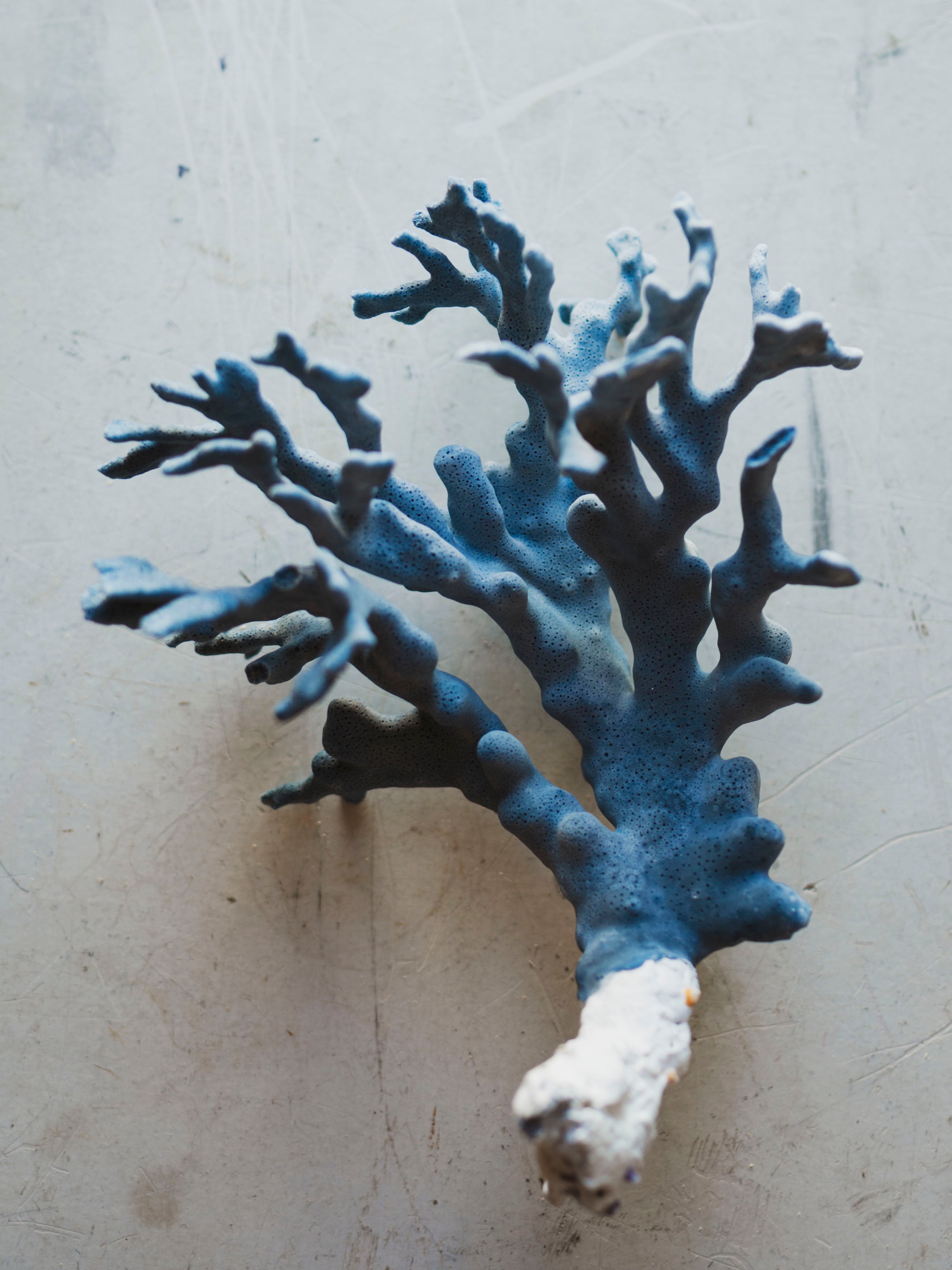 8.5-10.25" Blue Ridge Coral, NA131