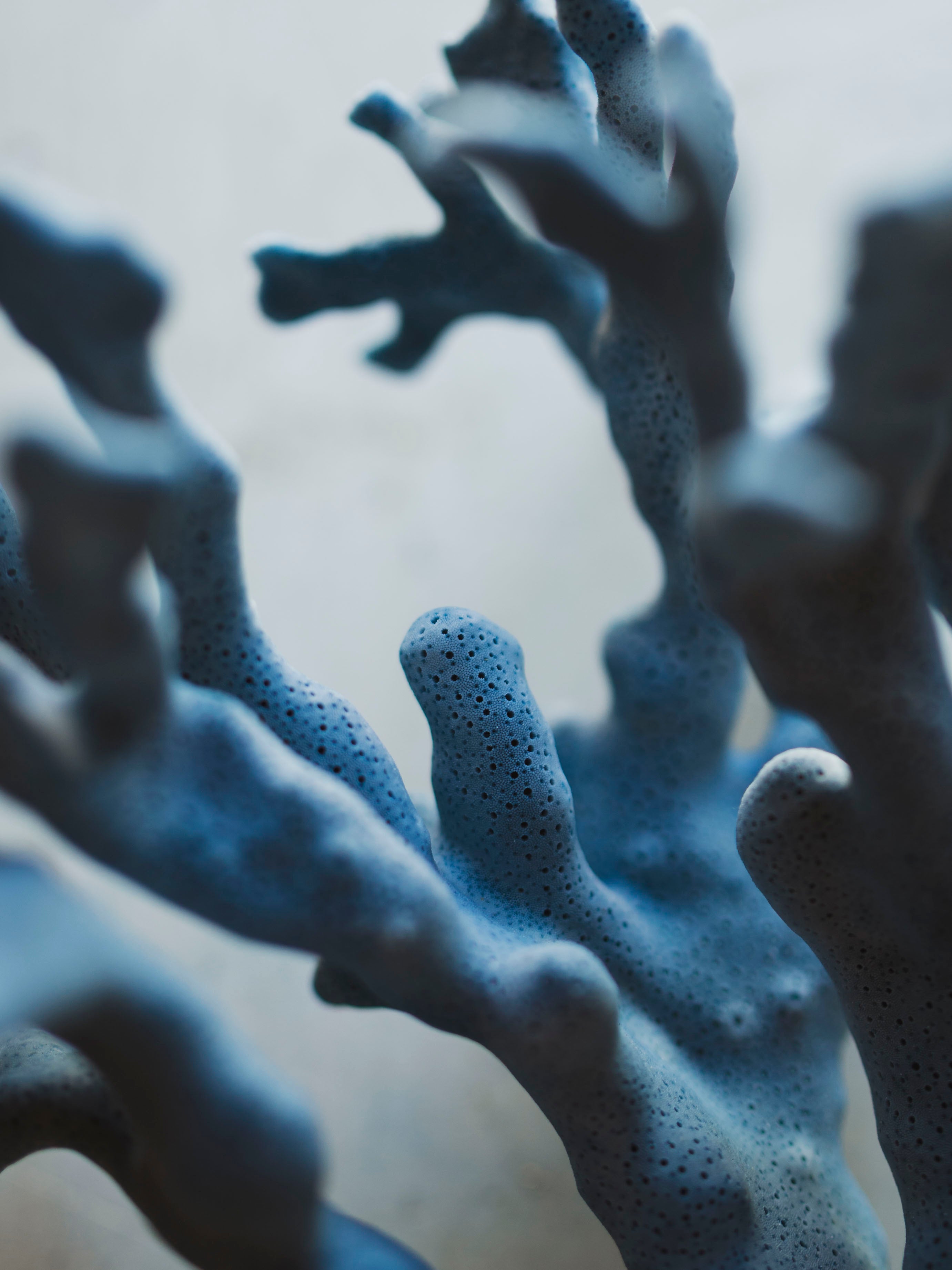 8.5-10.25" Blue Ridge Coral, NA131