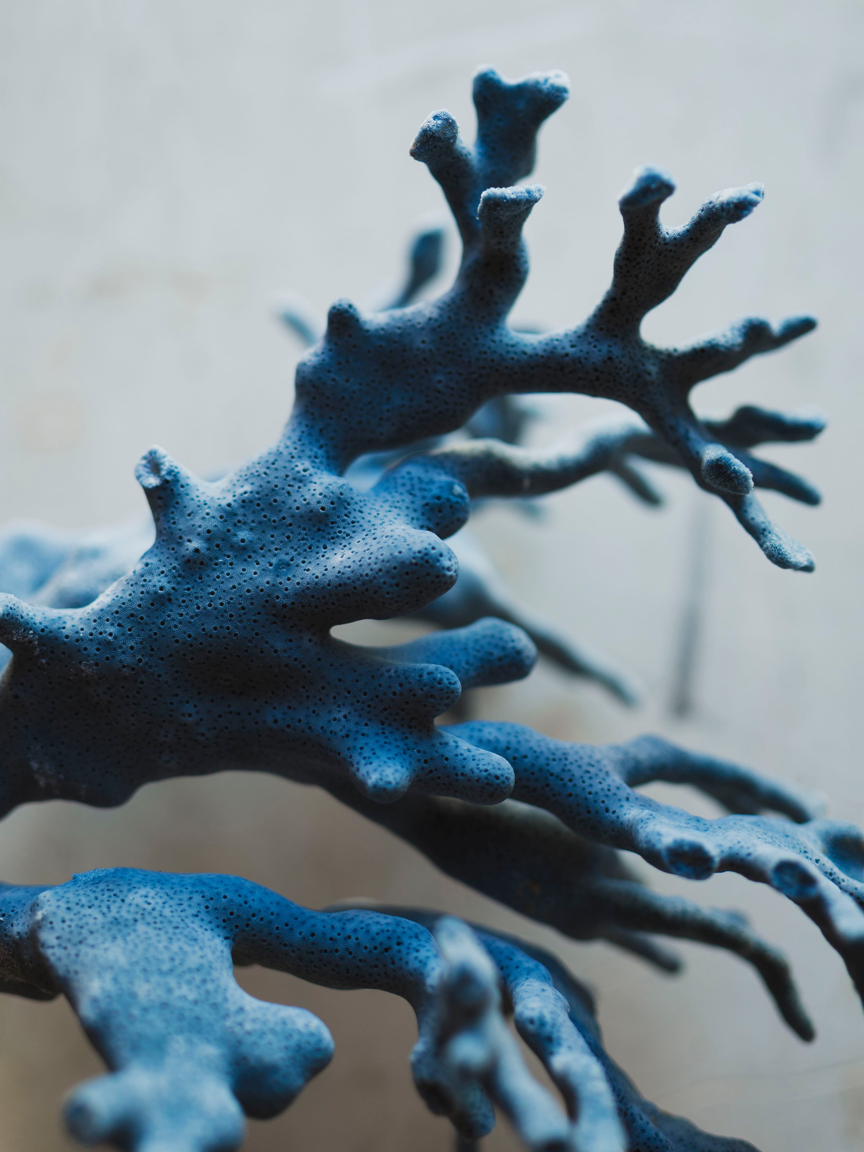 8.5-10.25" Blue Ridge Coral, NA131