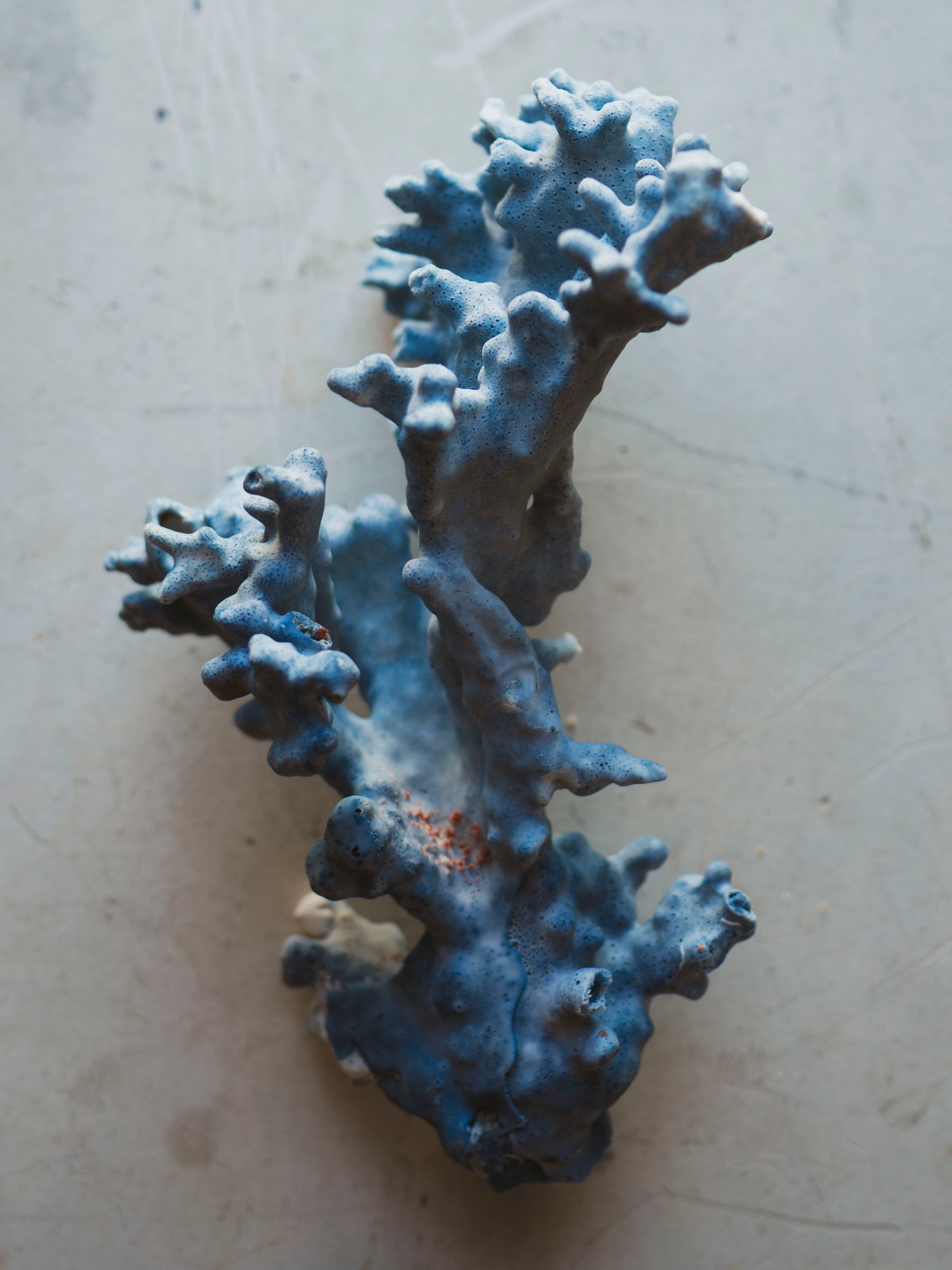 8.5-10.25" Blue Ridge Coral, NA131