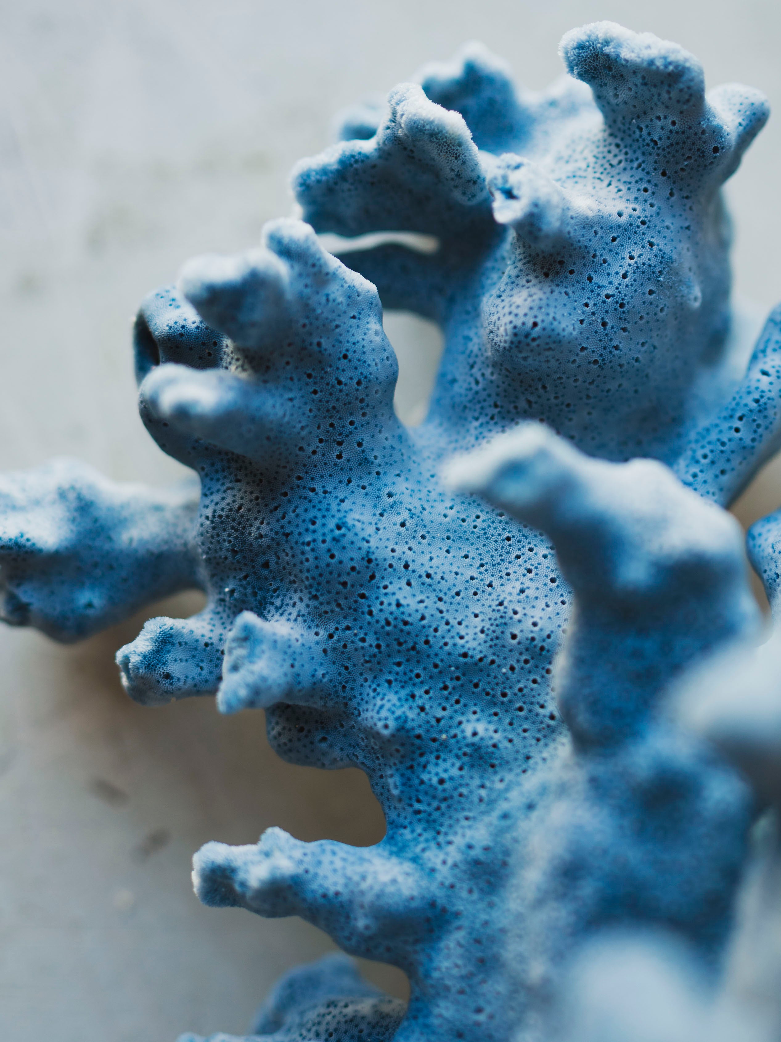 8.5-10.25" Blue Ridge Coral, NA131