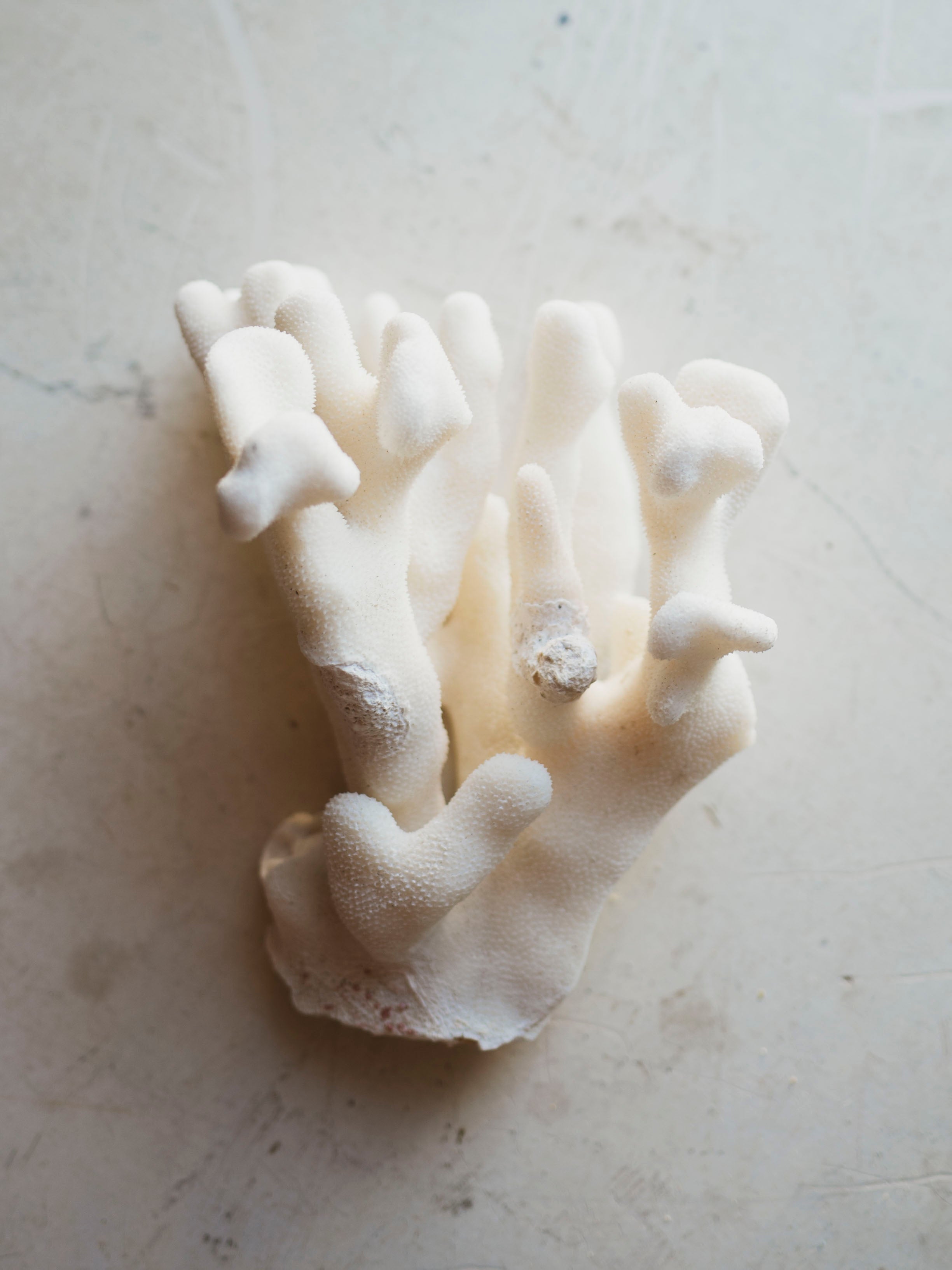 7" Elkhorn Coral, NA127