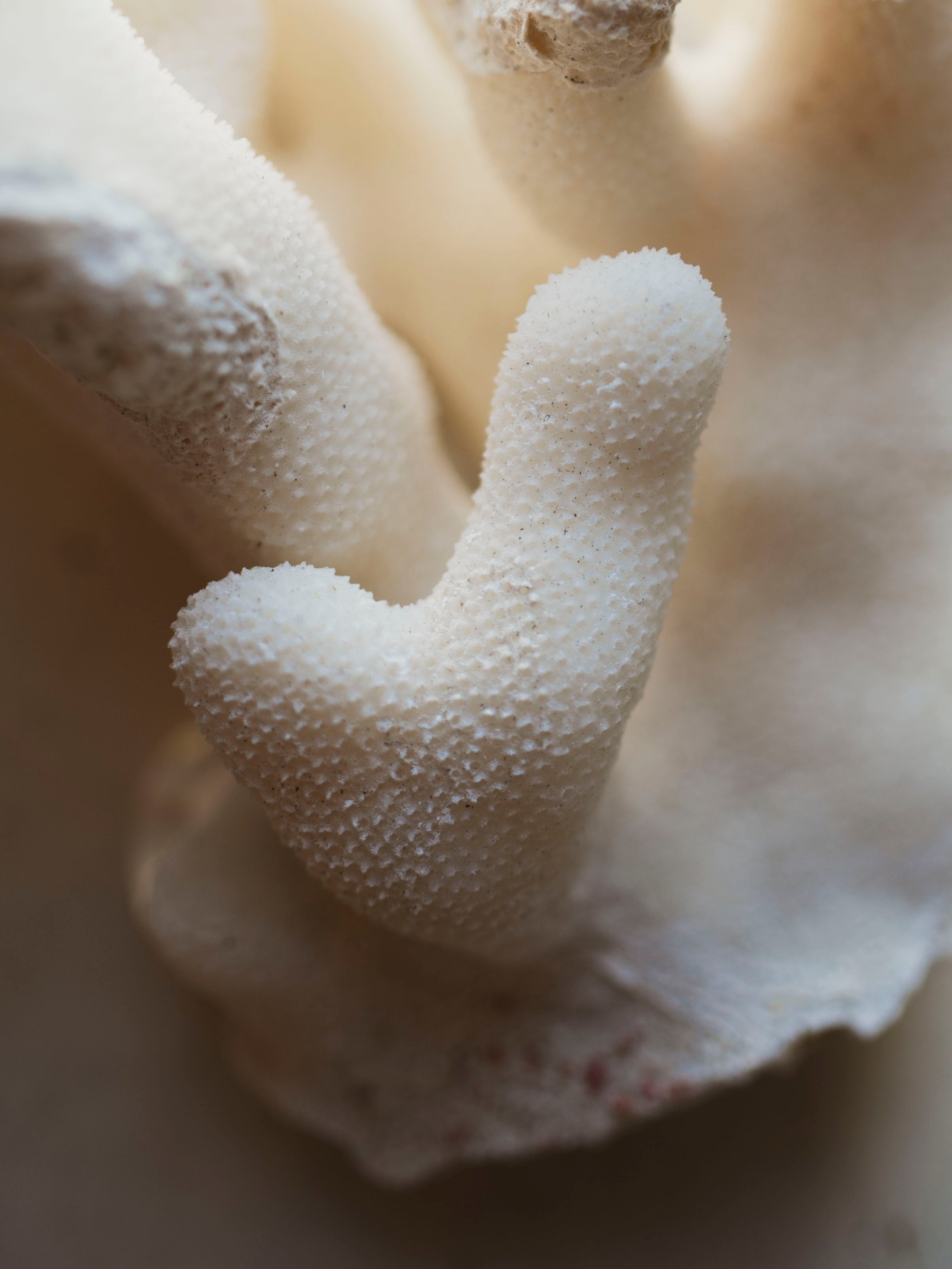 7" Elkhorn Coral, NA127