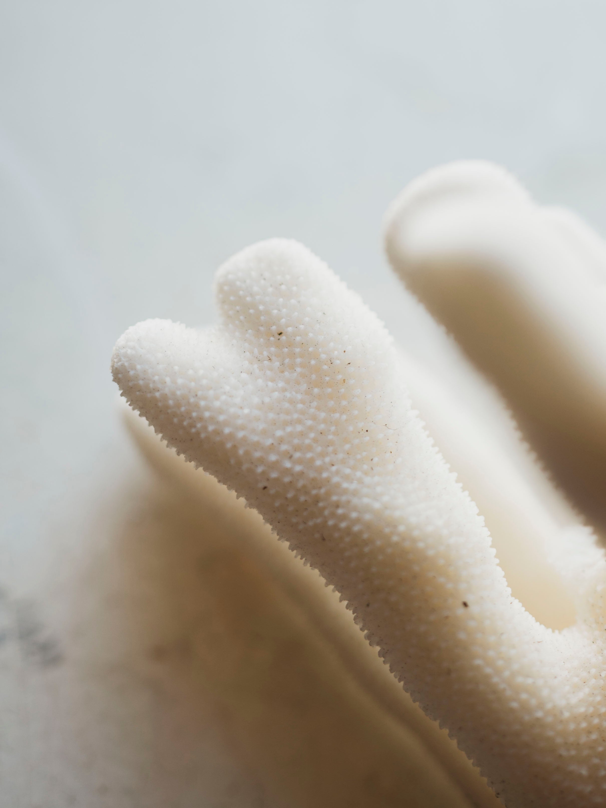 7" Elkhorn Coral, NA127