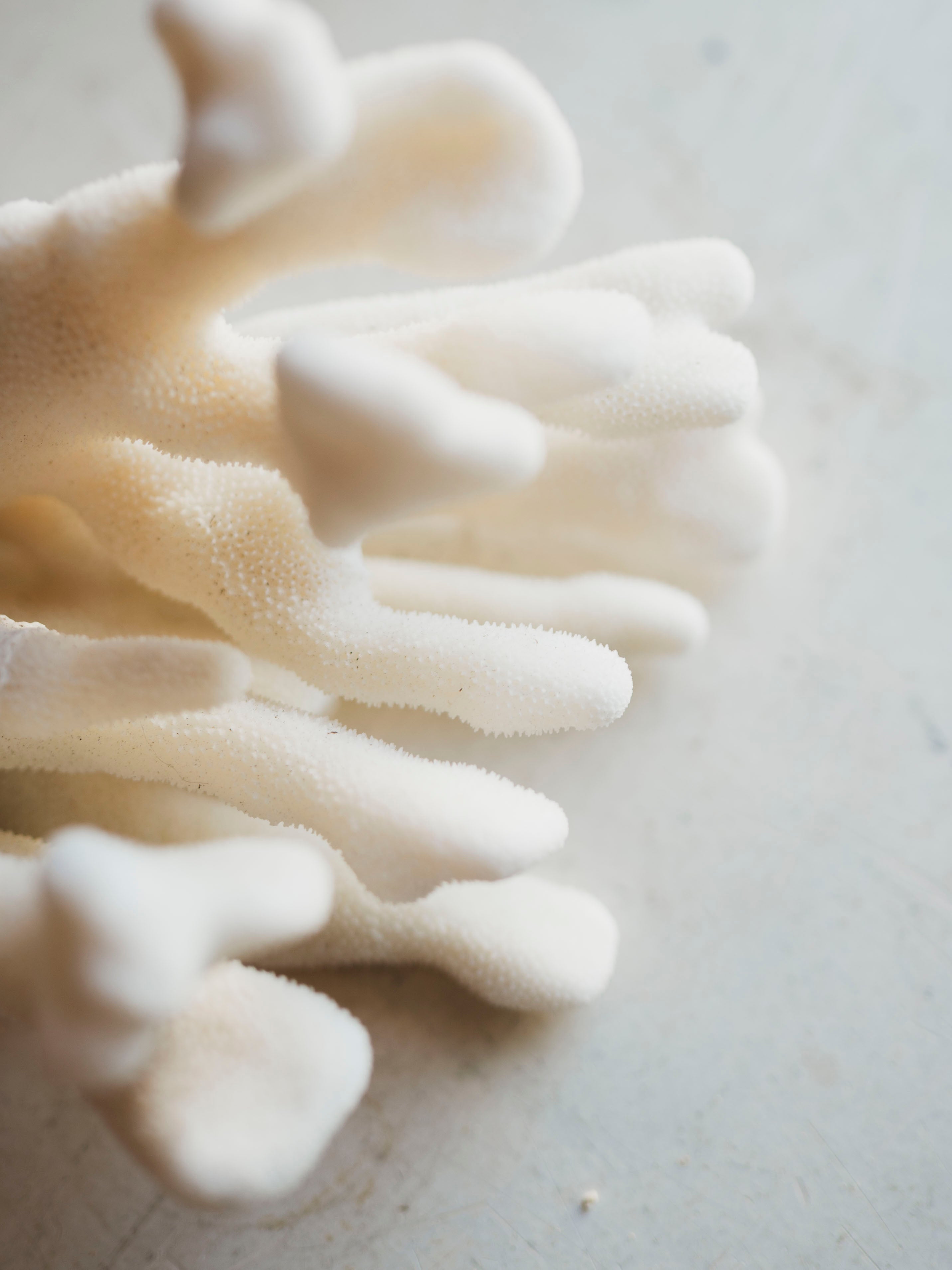 7" Elkhorn Coral, NA127