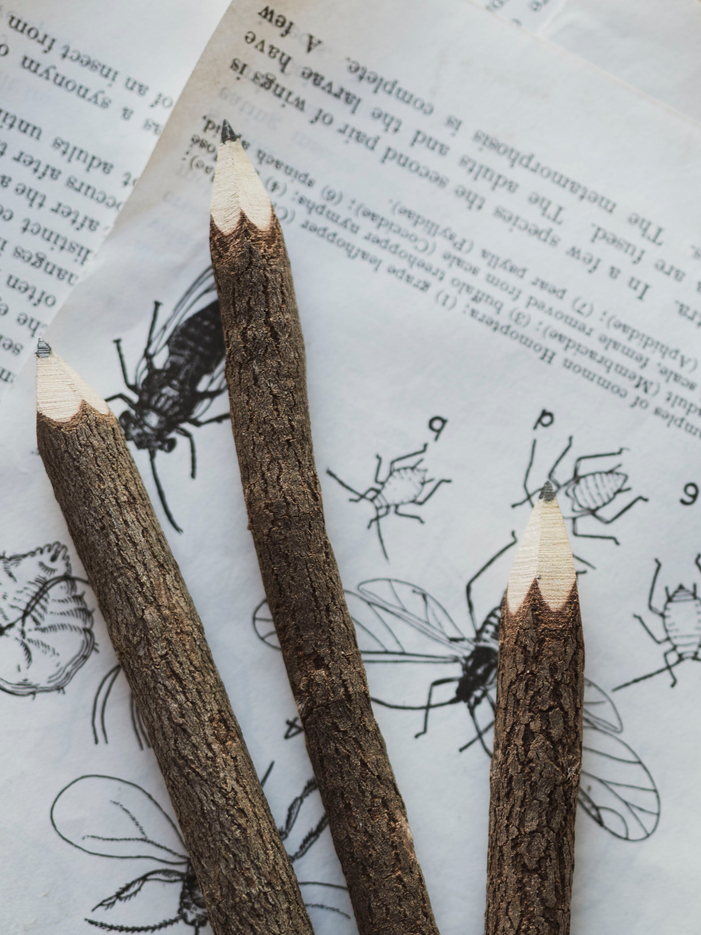 Tree Branch Pencil, ST044