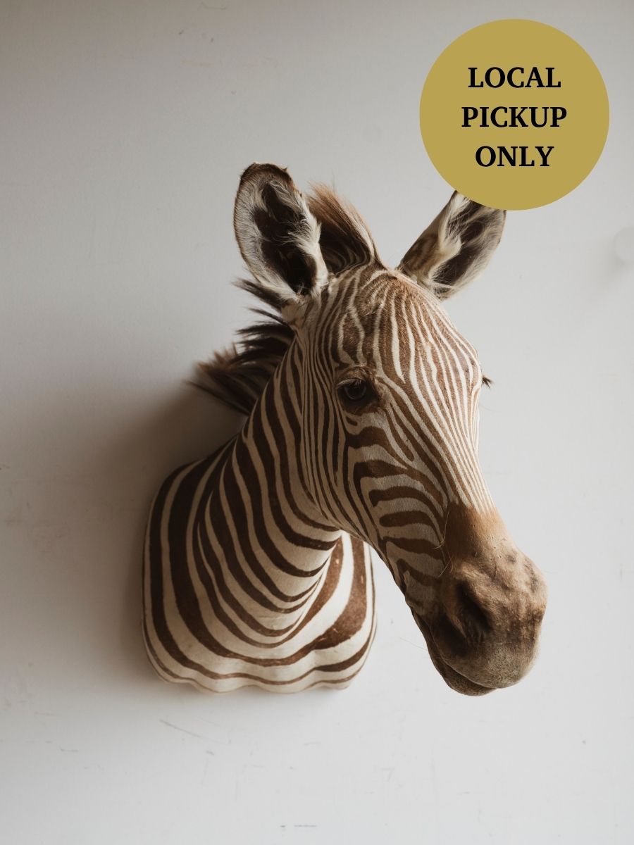 Zebra Shoulder Mount Taxidermy (Zelda), TA296